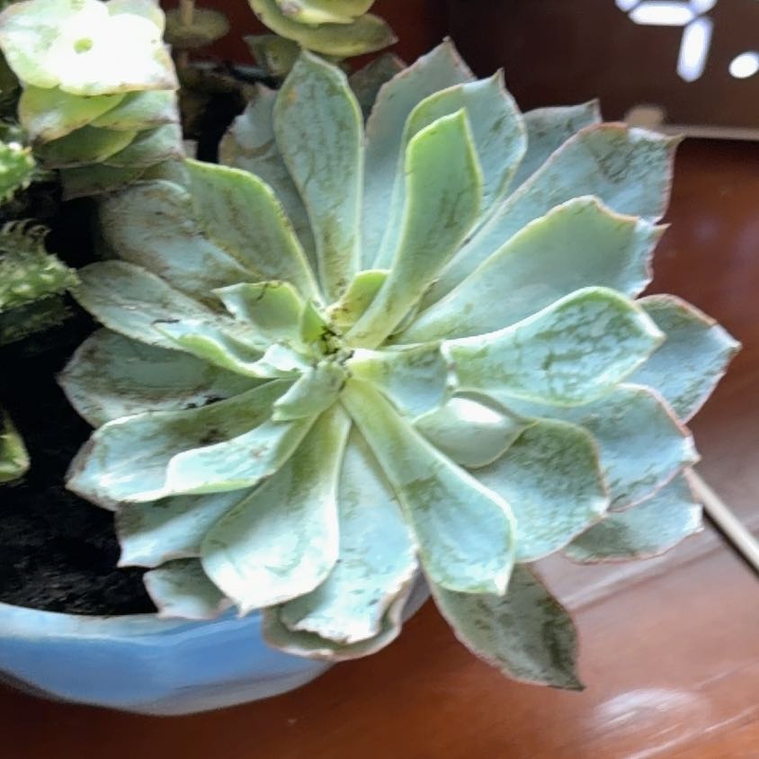 Photo of the plant species Echeveria 'Blue Heron' by @WillTearose38 named Dusty on Greg, the plant care app