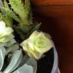 Photo of the plant species Variegated String of Buttons by @WillTearose38 named Leslie on Greg, the plant care app