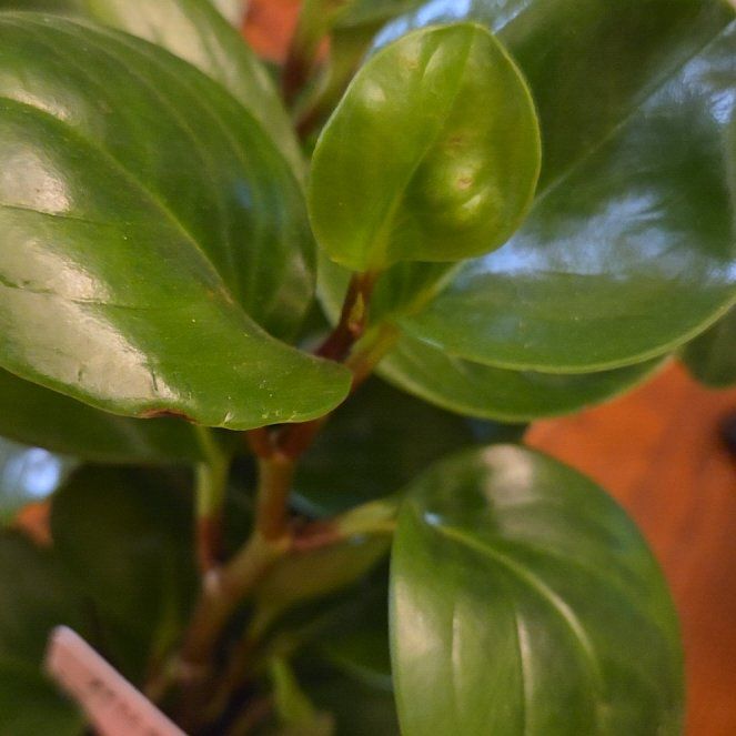 Photo of the plant species Lemon Lime Peperomia by @ExecFlax97 named Milly on Greg, the plant care app