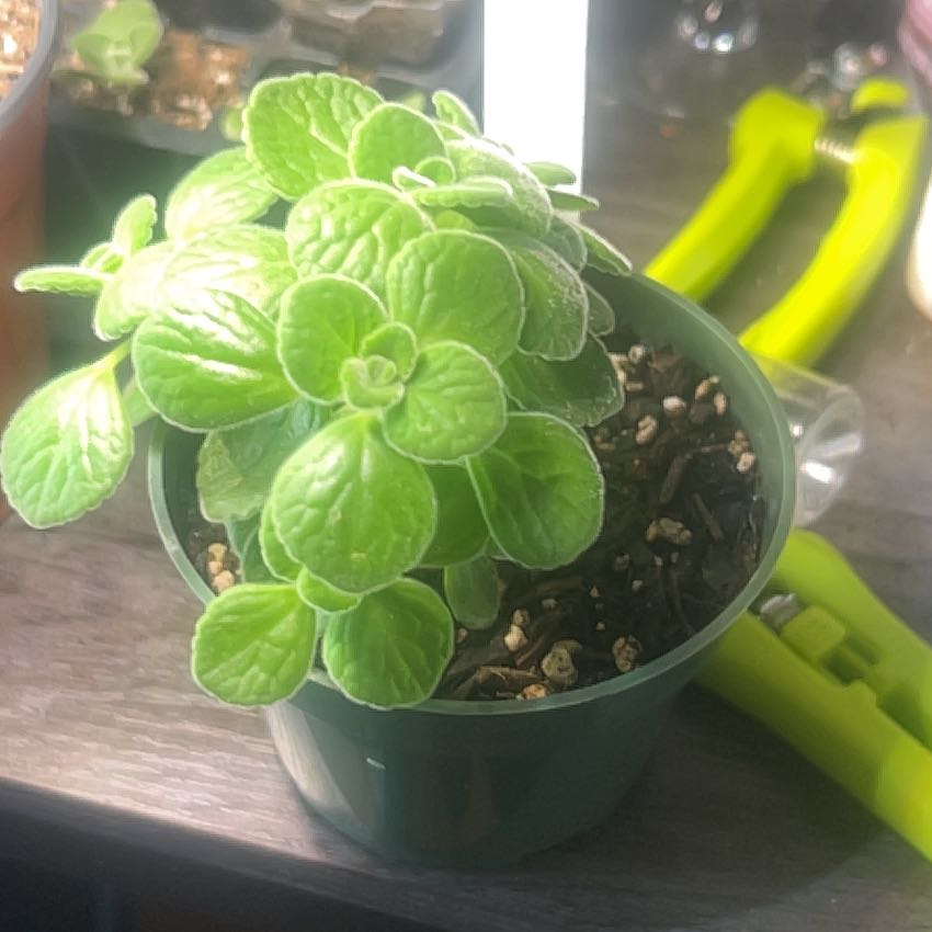 Photo of the plant species Vicks Plant by @HeadTwister35 named Aria on Greg, the plant care app