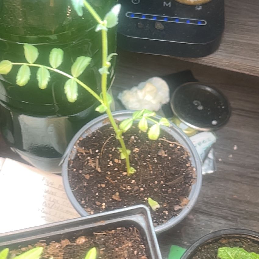 Photo of the plant species chickpea by @HeadTwister35 named Mollie on Greg, the plant care app
