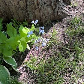 Photo of the plant species Virginia Bluebell by @AdeptDateplum9 named Bluebird on Greg, the plant care app