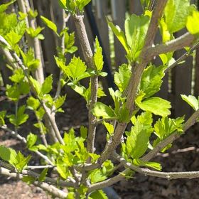 Photo of the plant species Rose Of Sharon by @AdeptDateplum9 named Shiren’s rose on Greg, the plant care app
