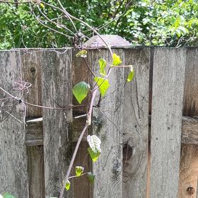 Photo of the plant species Bittersweet by @AdeptDateplum9 named Curie on Greg, the plant care app