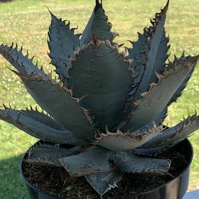 Photo of the plant species Agave Shawii by @VastDamascisa9 named ChloroPhil on Greg, the plant care app