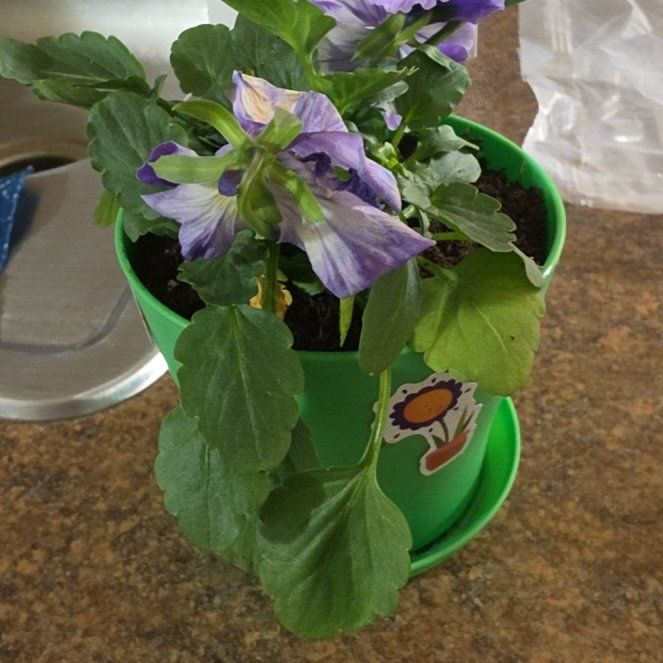 Photo of the plant species Wild Pansy by @GallantPepino66 named Lavender on Greg, the plant care app