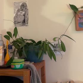 Photo of the plant species Hoya parviflora by @EagerSweetsop76 named Muhammad Ali on Greg, the plant care app