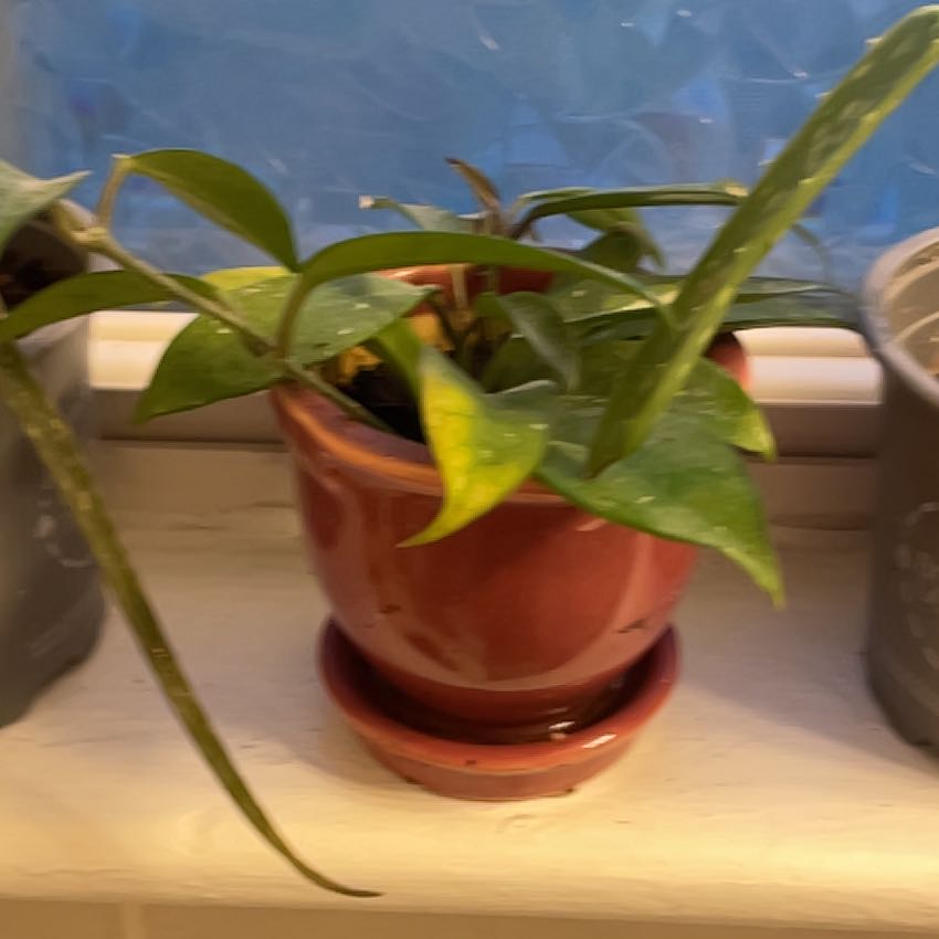 Photo of the plant species Hoya parviflora by @EagerSweetsop76 named Rainier on Greg, the plant care app