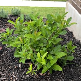 Photo of the plant species Cherry Laurel by @IdolRedclover25 named Delilah on Greg, the plant care app