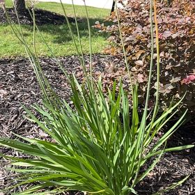 Photo of the plant species Chinese Chives by @IdolRedclover25 named Figyonce on Greg, the plant care app