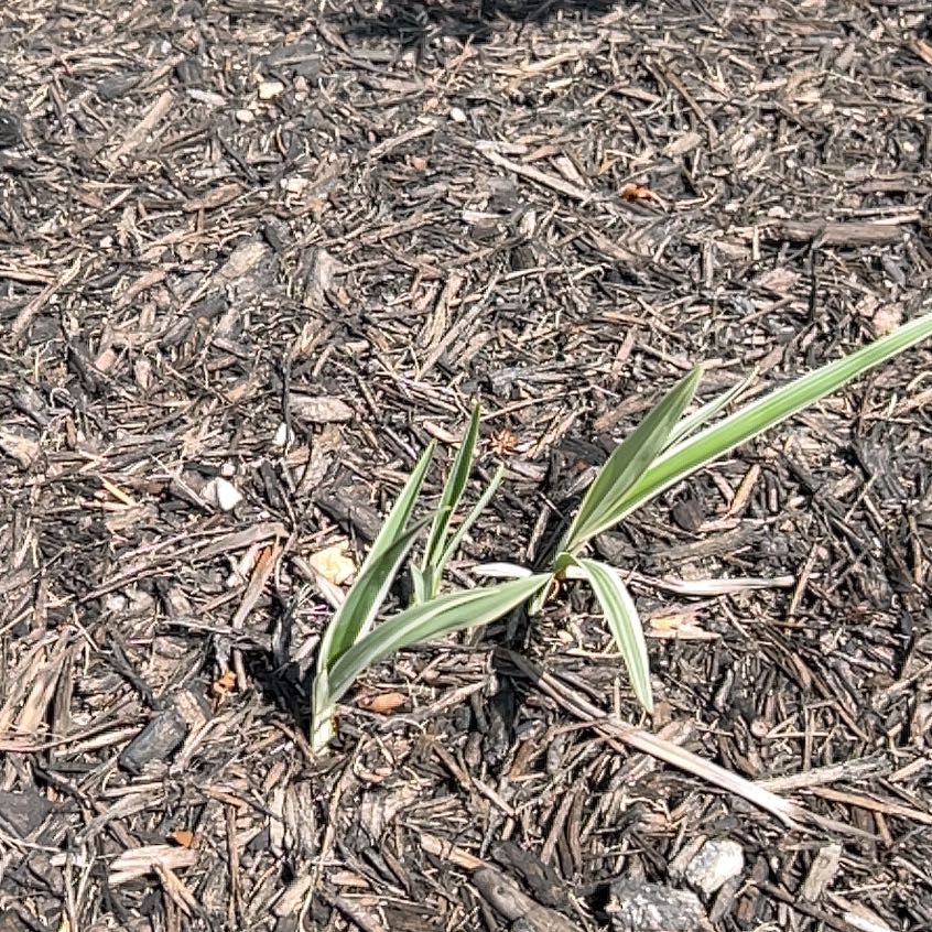 Photo of the plant species Orchid by @IdolRedclover25 named Aristotle on Greg, the plant care app