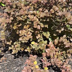 Photo of the plant species Eurasian Smoketree by @IdolRedclover25 named Duke on Greg, the plant care app