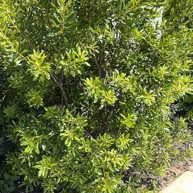 Photo of the plant species Morella Cerifera by @IdolRedclover25 named Terra on Greg, the plant care app