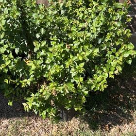 Photo of the plant species Chinese Holly by @IdolRedclover25 named Denali on Greg, the plant care app