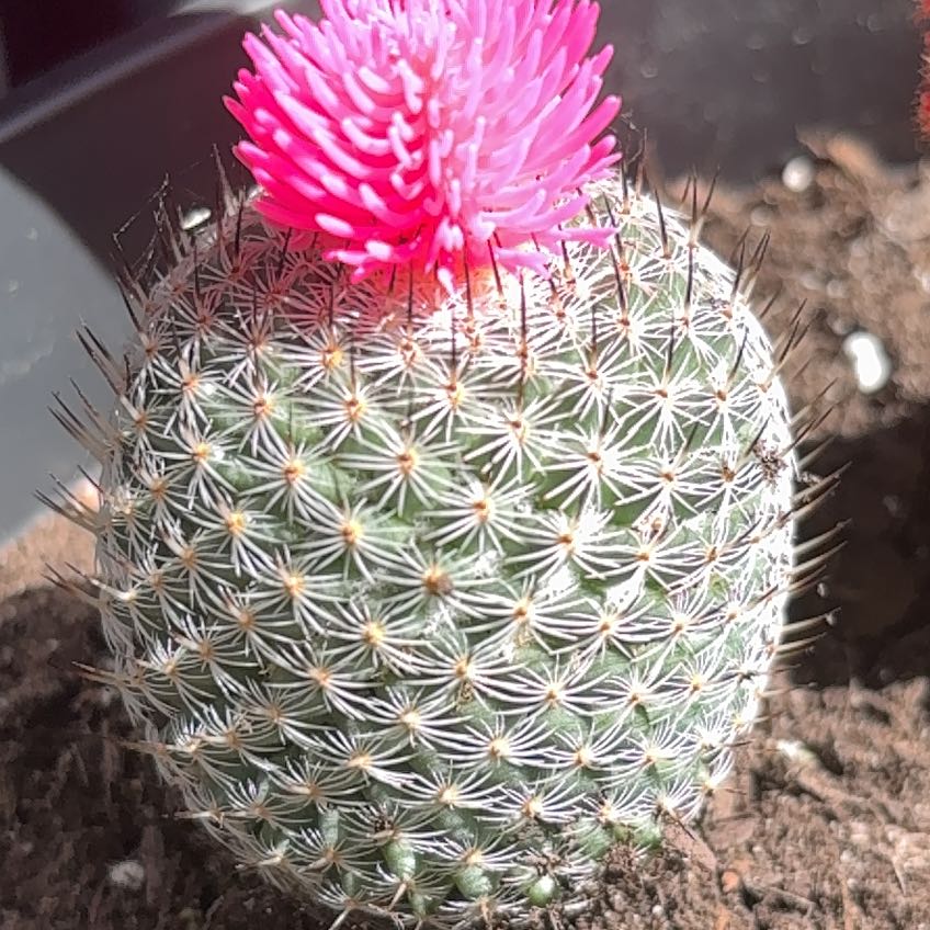 Photo of the plant species Catus by @OrganicHope15 named Austen on Greg, the plant care app