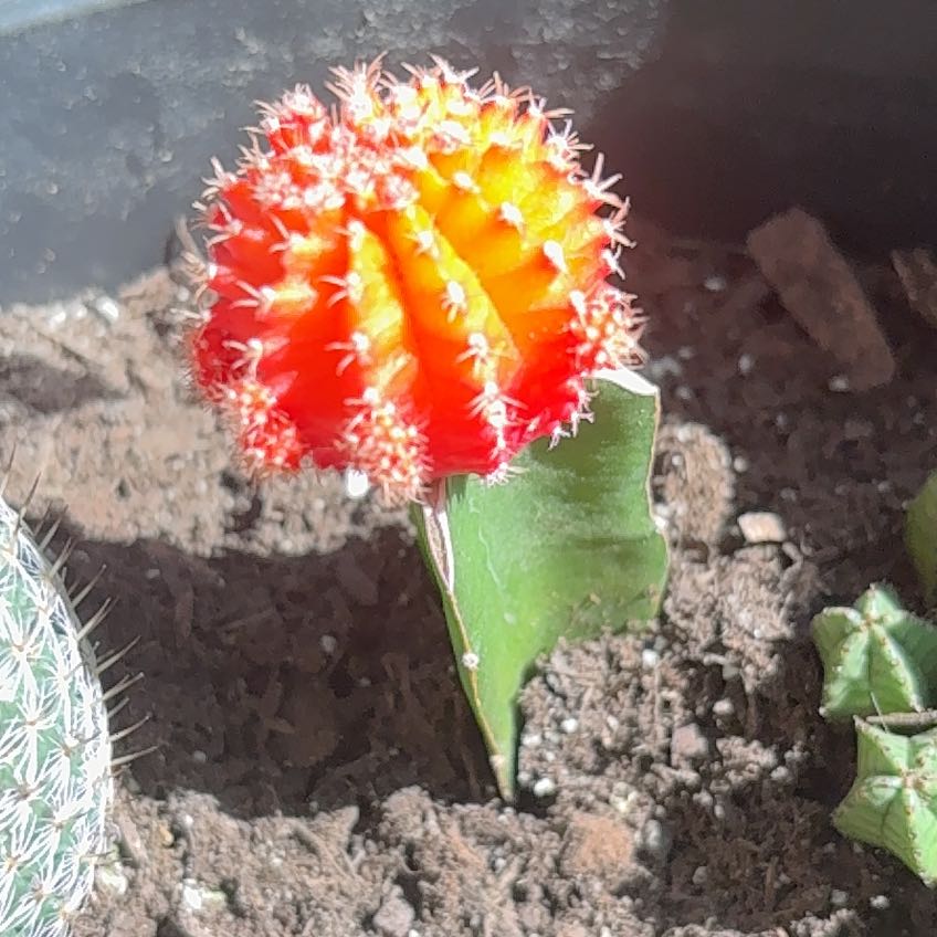 Photo of the plant species Moon Cactus by @OrganicHope15 named Prince on Greg, the plant care app
