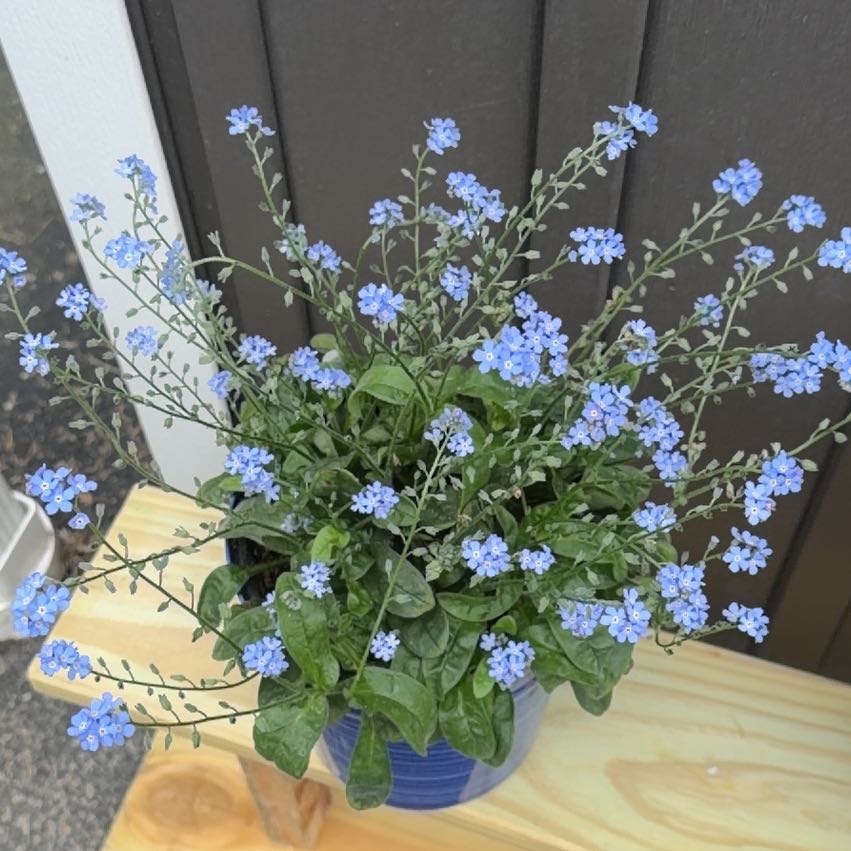Photo of the plant species Asian Forget-Me-Not by @PristineAnise6 named Curie on Greg, the plant care app