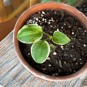 Photo of the plant species Hosta 'Halcyon' by @GrownDracaena43 named Drake on Greg, the plant care app