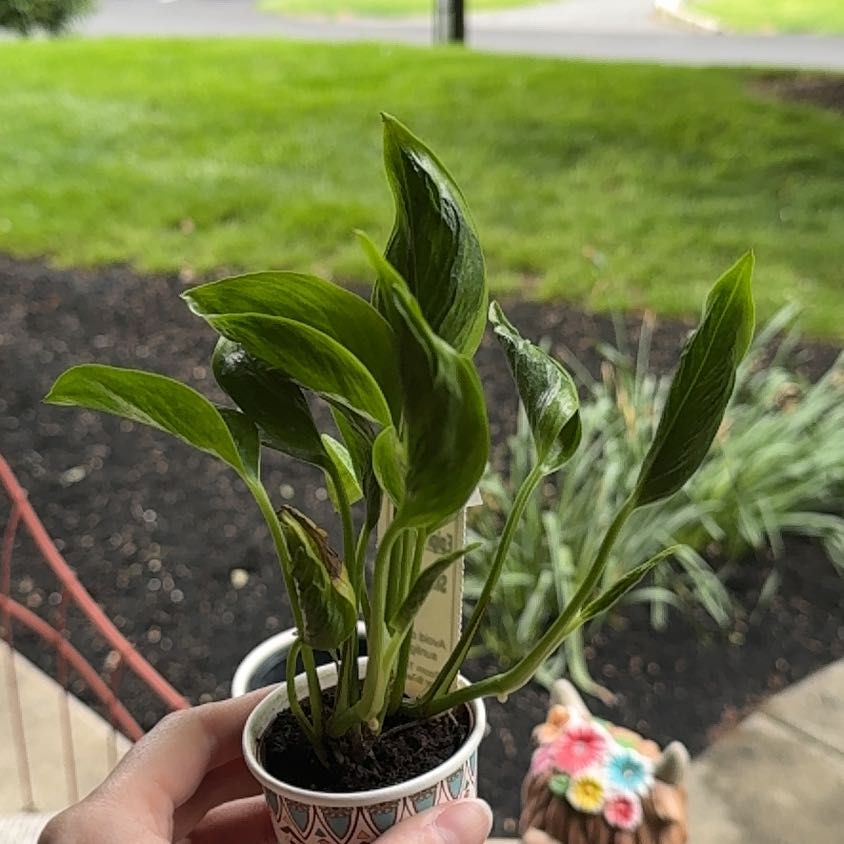 Photo of the plant species Pothos 'Shangri La' by @ashleh named Lavender on Greg, the plant care app