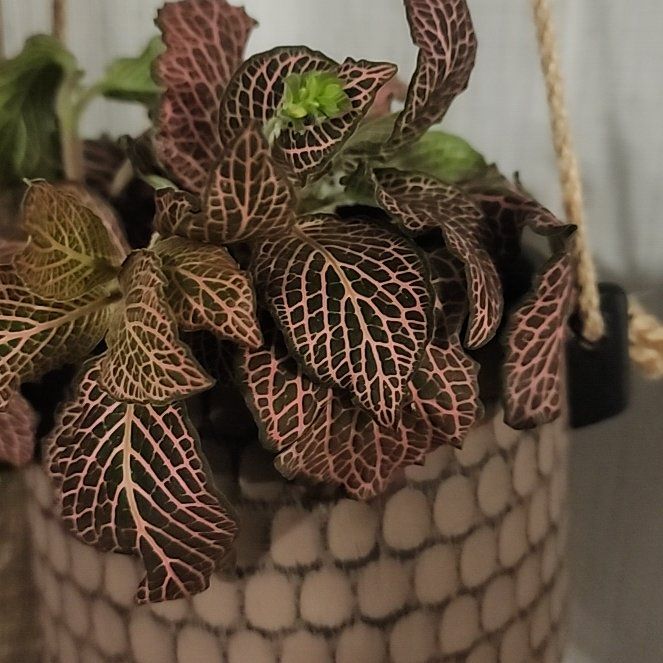 Photo of the plant species red vein by @HomelyWeed named Doja Cat on Greg, the plant care app