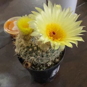 Photo of the plant species Rhinoceros Cactus by @HandyAnise54 named Figyonce on Greg, the plant care app