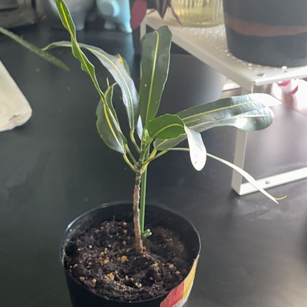 Photo of the plant species Banana Croton by @SereneCoccoon13 named Surya on Greg, the plant care app