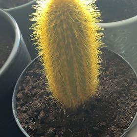 Photo of the plant species Assorted Weberbauerocereus by @SereneCoccoon13 named Lavender on Greg, the plant care app