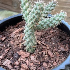 Photo of the plant species Chain-Link Cholla by @UpstandingOxlip named Foxxy on Greg, the plant care app