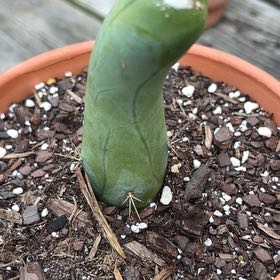 Photo of the plant species Penis cactus by @UpstandingOxlip named Sanders on Greg, the plant care app
