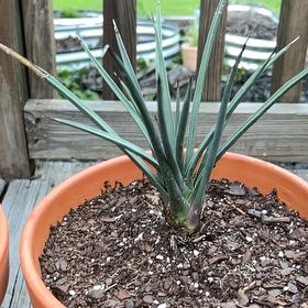 Photo of the plant species Joshua Tree by @UpstandingOxlip named Forrest on Greg, the plant care app