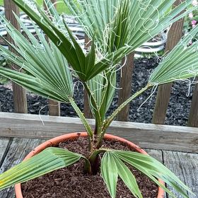 Photo of the plant species Mexican Fan Palm by @UpstandingOxlip named da Vinci on Greg, the plant care app
