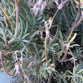 Photo of the plant species Pig's Ear by @UpstandingOxlip named Bella on Greg, the plant care app