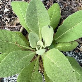 Photo of the plant species Mullein by @SelectTule2 named Elle on Greg, the plant care app