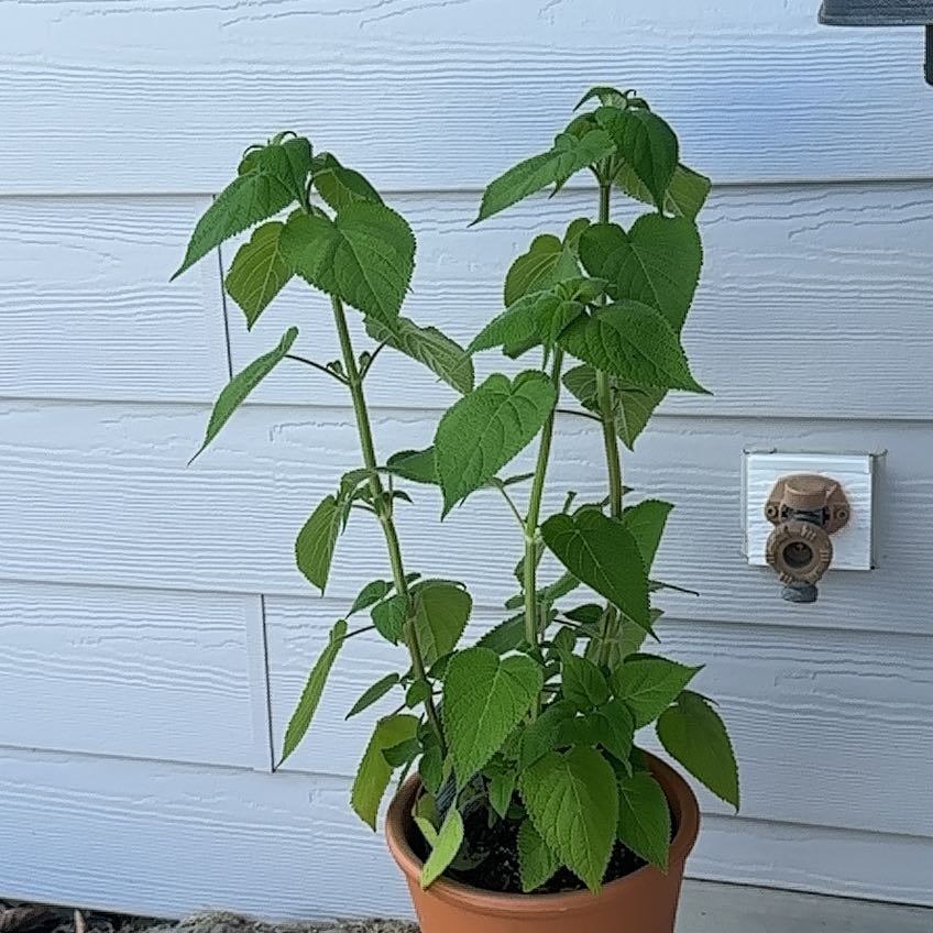 Photo of the plant species Tequila Sage by @UberBluesage22 named Drake on Greg, the plant care app