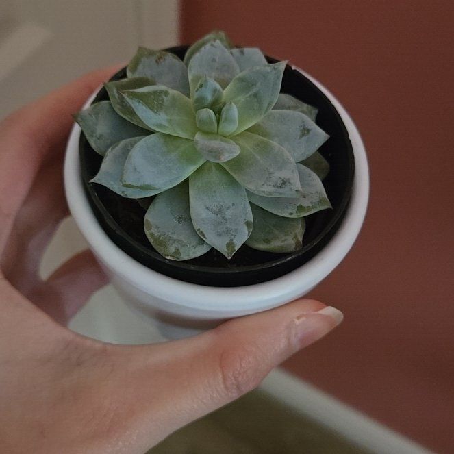 Photo of the plant species Blue Bird Echeveria by @ProCowpea92 named Lucky on Greg, the plant care app