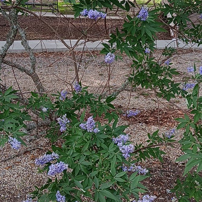 Photo of the plant species Chaste Tree by @KindChilli70 named Terra on Greg, the plant care app