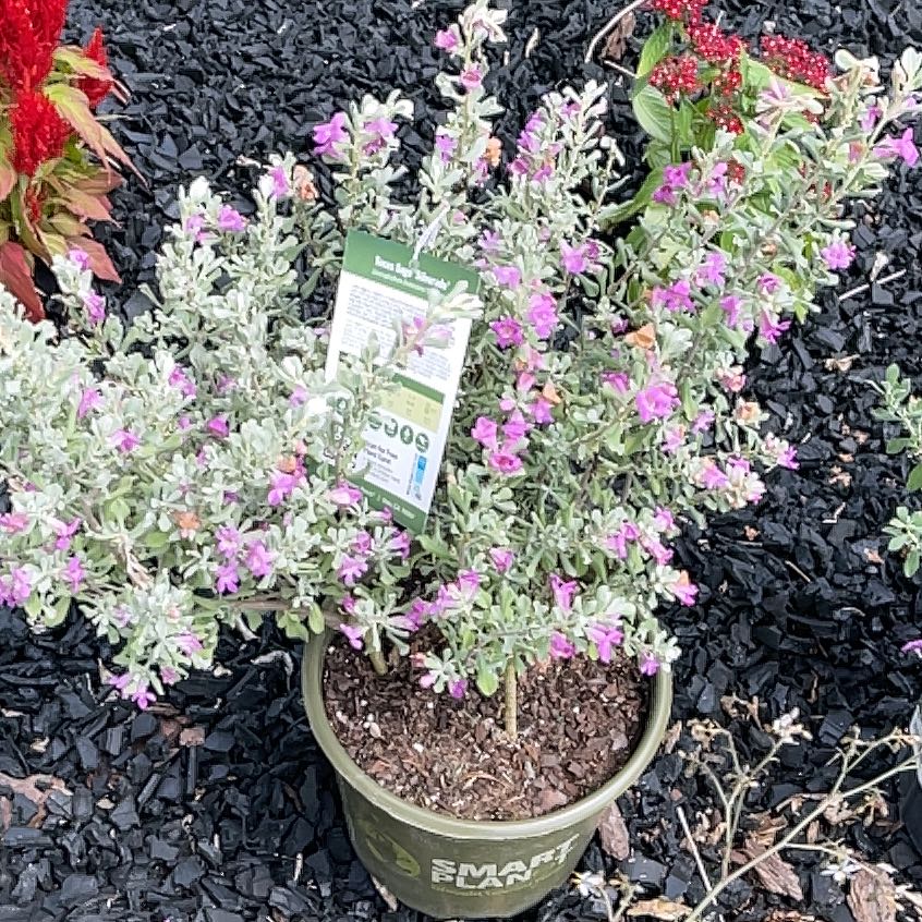 Photo of the plant species Texas Barometer Bush by @TryWychelm45 named Einstein on Greg, the plant care app