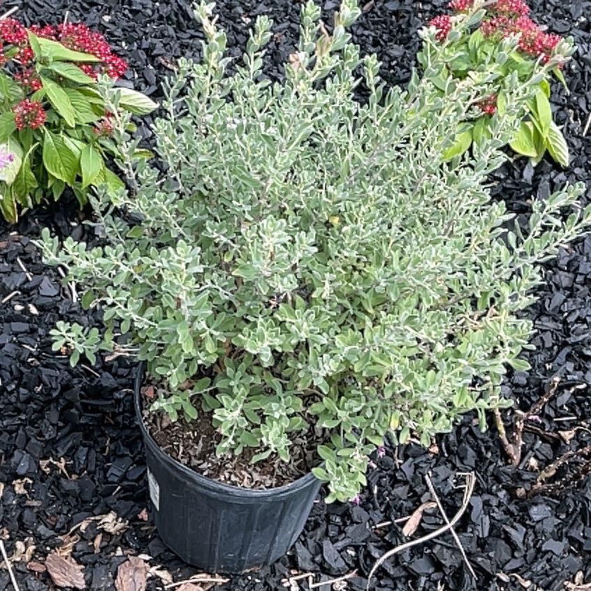 Photo of the plant species Texas Barometer Bush by @TryWychelm45 named Forrest on Greg, the plant care app