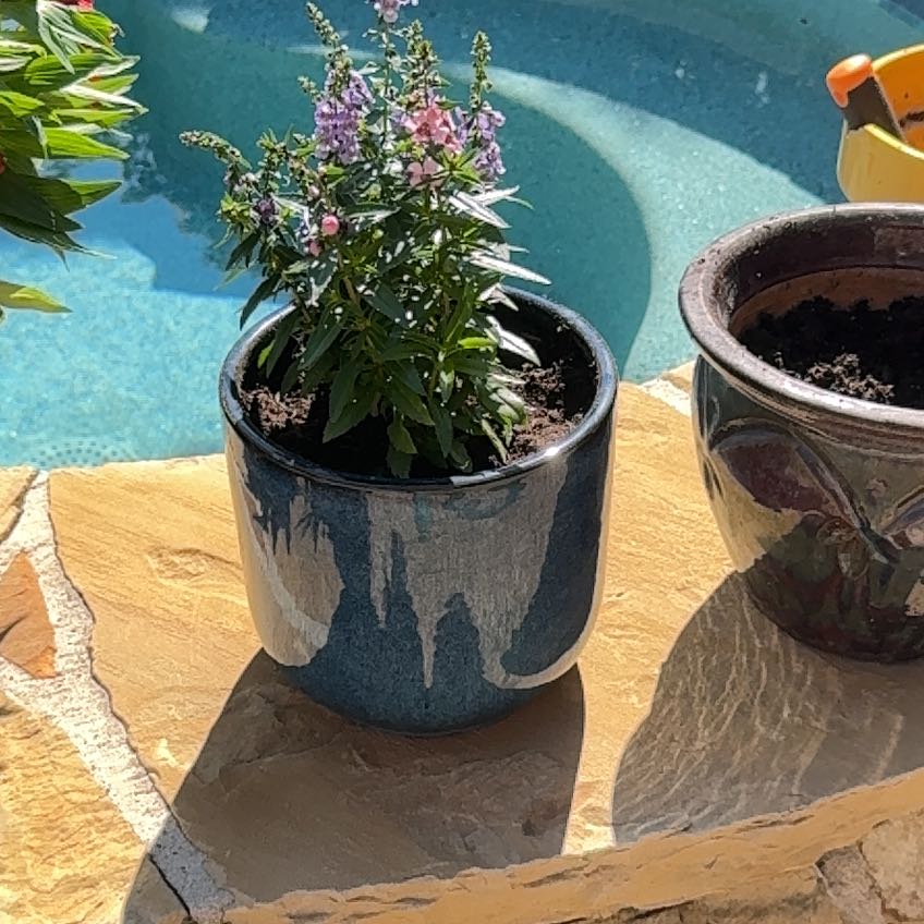 Photo of the plant species Summer Snapdragon by @VipCoconut18 named Captain Plant-it on Greg, the plant care app