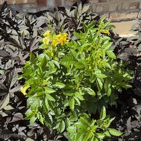 Photo of the plant species esperanza 'gold star' by @VipCoconut18 named Dolores on Greg, the plant care app
