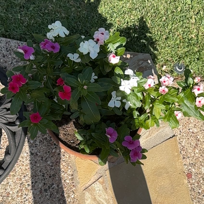 Photo of the plant species Vinca by @VipCoconut18 named Winston on Greg, the plant care app
