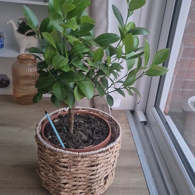 Photo of the plant species Midknight Valencia Orange Tree by @BlackTulip777 named McKinley on Greg, the plant care app