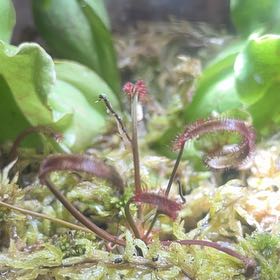 Photo of the plant species Oblong-Leaved Sundew by @OpportunePecan named Ulysses S Plant on Greg, the plant care app