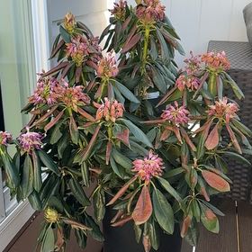 Photo of the plant species Great Laurel by @DiligentPhlox9 named Rhoda on Greg, the plant care app