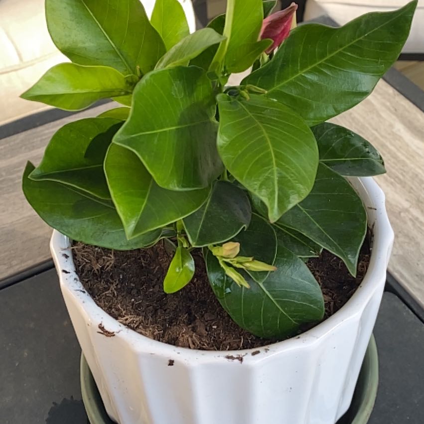 Photo of the plant species Dipladenia 'Rio' by @BossVeilwort47 named Robert Plant on Greg, the plant care app
