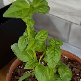 Photo of the plant species Genovese Basil by @HonoraryPinoak9 named Elle on Greg, the plant care app