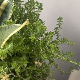 Photo of the plant species Sea Sandwort by @DearPhlox89 named Bieber on Greg, the plant care app