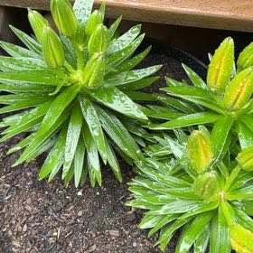 Photo of the plant species Orange Lily by @HeirSuncup4 named Daphne on Greg, the plant care app