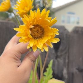 Photo of the plant species Marigold by @HeirSuncup4 named Gates on Greg, the plant care app
