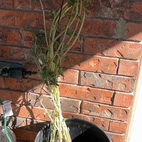 Photo of the plant species Potatoe by @FairKamahi7 named Mollie on Greg, the plant care app
